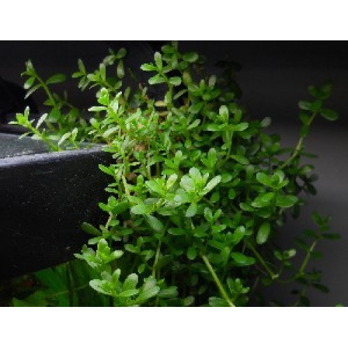 Бакопа мон'є, bacopa monnieri