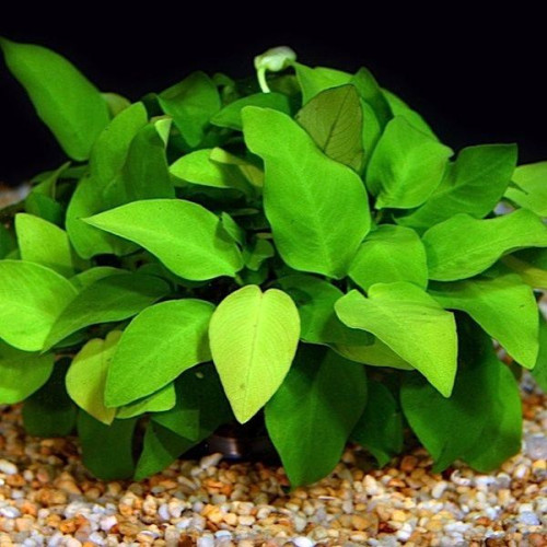 Anubias nana golden