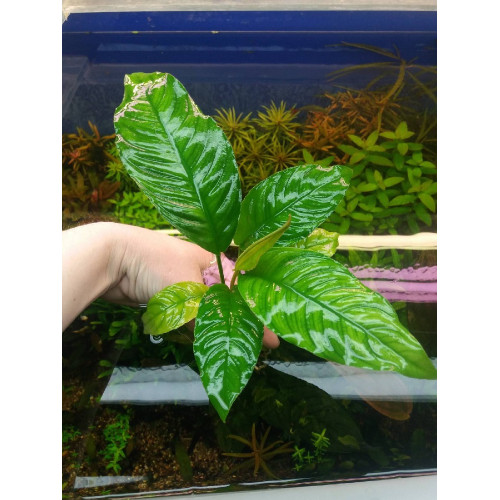 Anubias sp. heterophylla