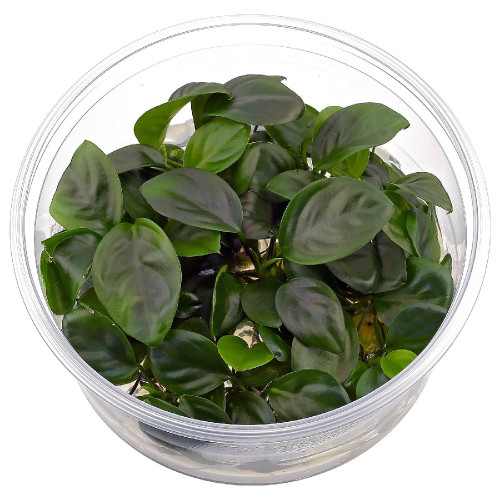 Anubias kompakt