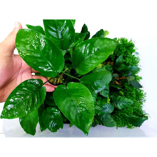 Anubias sp. Nangi Анубіас Нангі
