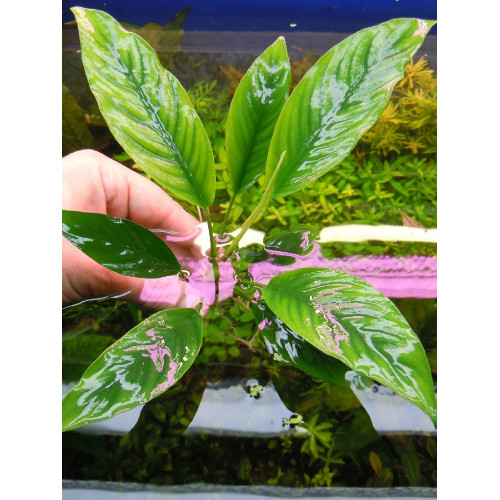 Anubias spatulata