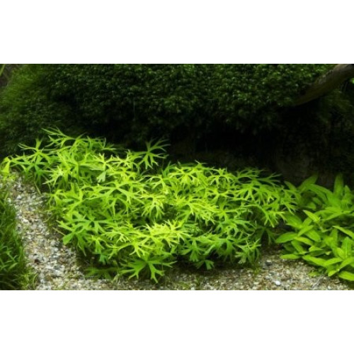 Водний жовтець, Ranunculus inundatus