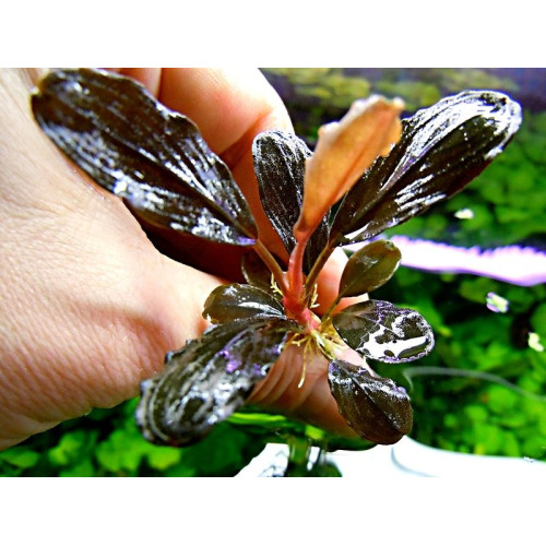 Bucephalandra sp. Brownie Pixy Bucephalandra sp. Brownie Pixy