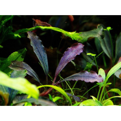 Bucephalandra sp. Brownie ghost