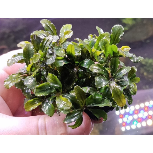 Bucephalandra sp. Dark Green Wavy Bucephalandra sp. Dark Green Wavy