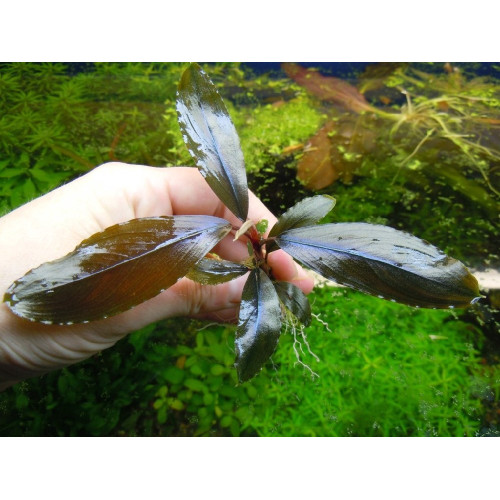 Bucephalandra sp. Deep Purple from Kapuas