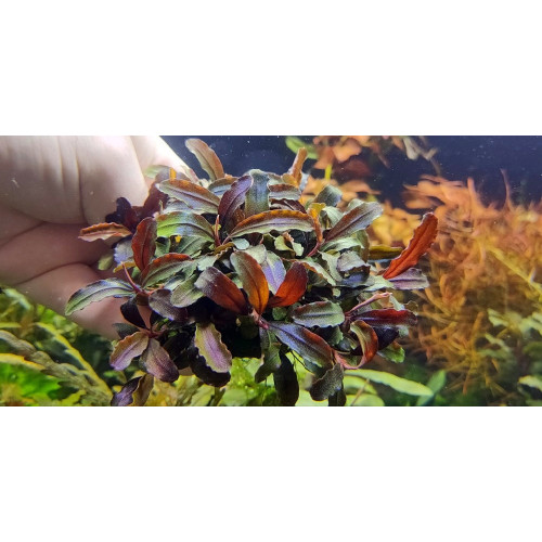 Bucephalandra sp. Esmeralda Red