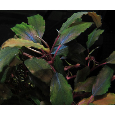 Bucephalandra sp. Shine Blue