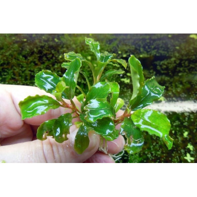 Bucephalandra sp. Sintang 2006