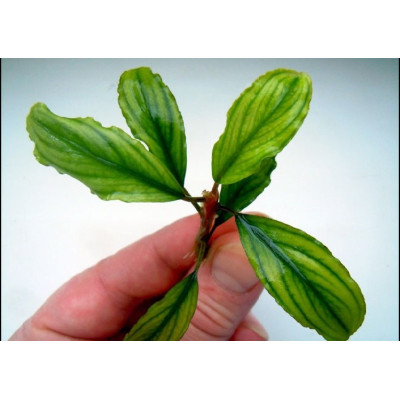 Bucephalandra sp. Treasure 2011, West Kalimantan