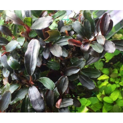 Bucephalandra sp. Ulysses, Central Kalimantan