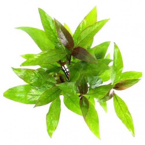 Гігрофіла Корімбоза, Hygrophila corymbosa