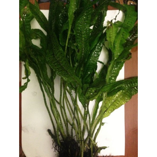 Папороть Microsorum Real narrow