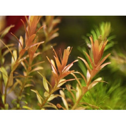 Ротала Гонконг, Rotala sp Hong Kong