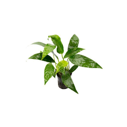 Anubias Lanceolata Анубіас ланцетолистий