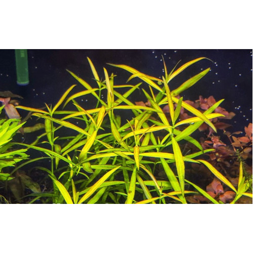 Хедіотіс Борнео помаранчевий, Hedyotis sp. Borneo Orange