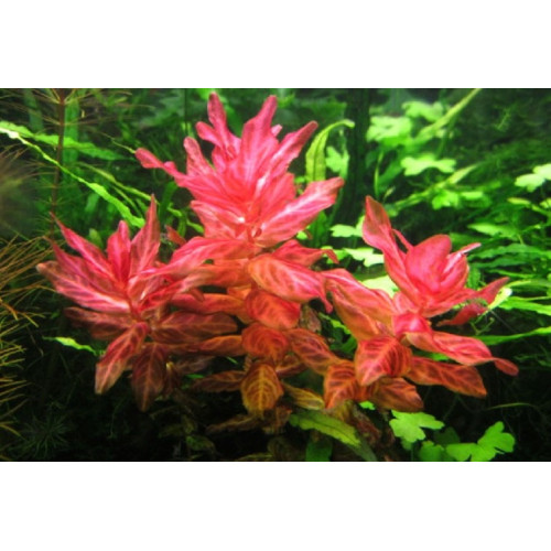 Ротала макрандра Тигр, Rotala macrandra Variegated sp. Tiger