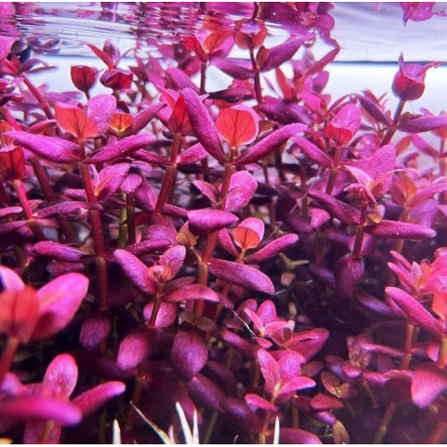 Бакопа Зальцмана Пурпур, Bacopa salzmannii "Purple"