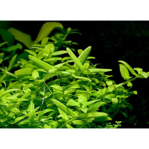 Бакопа Японська, Bacopa sp. Japan Бакопа Японська, Bacopa sp. Japan