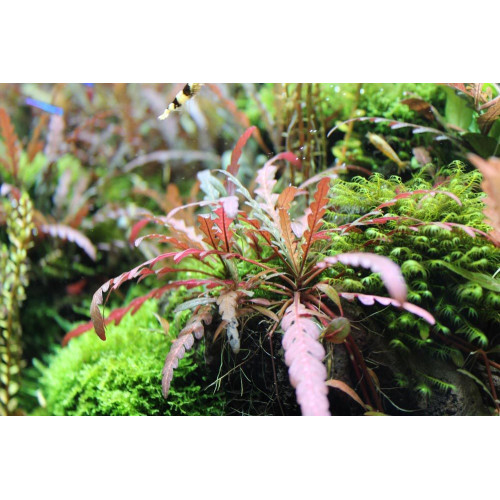 Гігрофіла Піннатефіда (Перистонадрізана), Hygrophila pinnatifida Гігрофіла Піннатефіда (Перистонадрізана), Hygrophila pinnatifida
