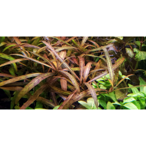 Гігрофіла Тигр, Hygrophila sp. «Tiger» или Hygrophila sp. from Myanmar Гігрофіла Тигр, Hygrophila sp. «Tiger» или Hygrophila sp. from Myanmar