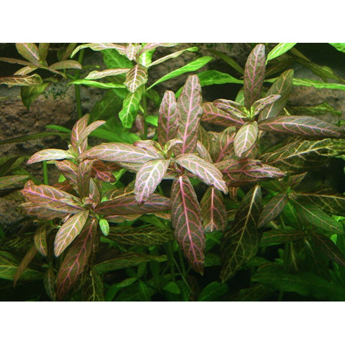 Гігрофіла багатонасінна мармурова, Hygrophila polysperma Rosanervig