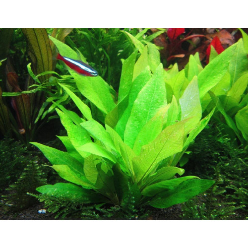 Гігрофіла коримбоза компакт, Hygrophila corymbosa Kompakt