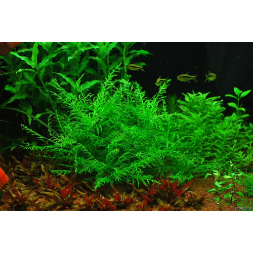 Гігрофіла одора (Гвинея), Hygrophila odora (sp. Guinea)