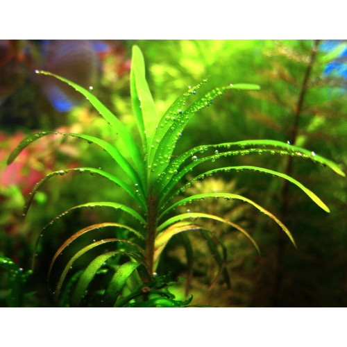 Ейхорнія блакитна, Eichhornia azurea, Eichhornia aquatica