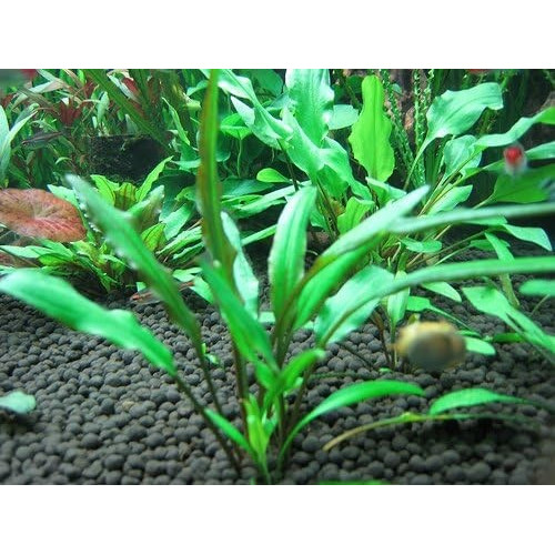 Криптокорина Люценс Блискуча, Cryptocoryne Lucens Криптокорина Люценс Блискуча, Cryptocoryne Lucens
