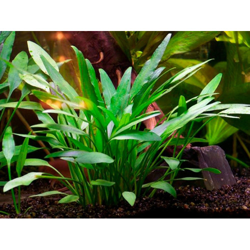 Криптокорина Невіля, Cryptocoryne nevillii