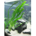 Криптокорина апоногенолистная, Cryptocoryne aponogetifolia