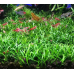 Криптокорина парва, Cryptocoryne parva