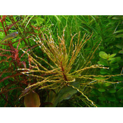 Людвігія Торнадо, Ludwigia sp. Tornado