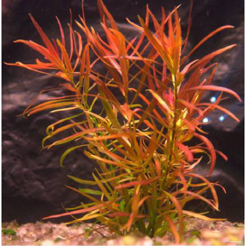 Людвігія бревіпес, Ludwigia brevipes