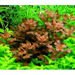 Людвігія овальна рожева, Ludwigia Ovalis Pink