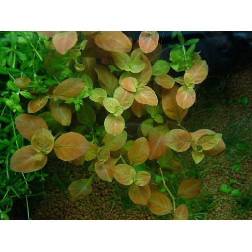 Людвігія Оваліс, Ludwigia ovalis