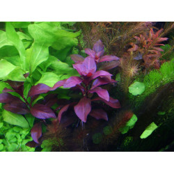Людвігія повзуча Рубін, Ludwigia repens Rubin