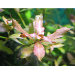 Людвігія полюстріс, Ludwigia palustris
