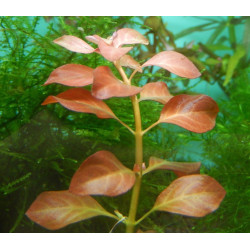 Людвігія розе, Ludwigia sp. Rose