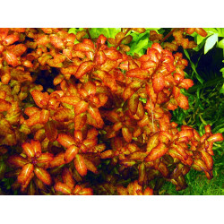 Людвігія сенегальська,Ludwigia senegalensis