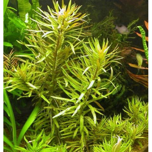 Нізея Педіцелата, Nesaea pedicellata