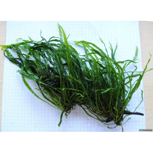 Папороть Microsorum pteropus needle leaf