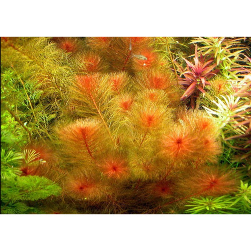 Перестолистник туберкулатум, Myriophyllum tuberculatum