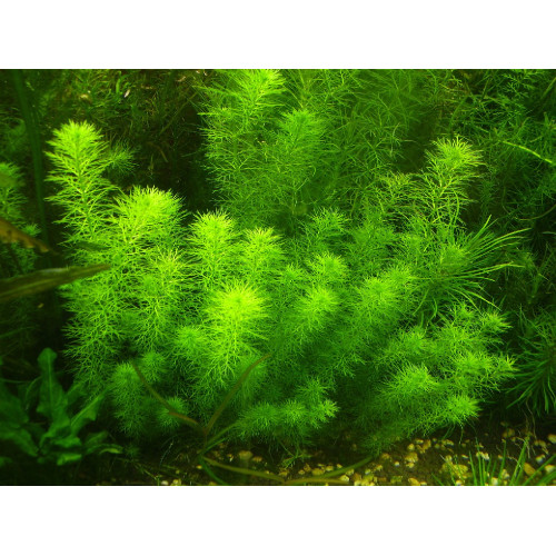 Перистолистник Гуаяна, Myriophyllum sp. Guyana