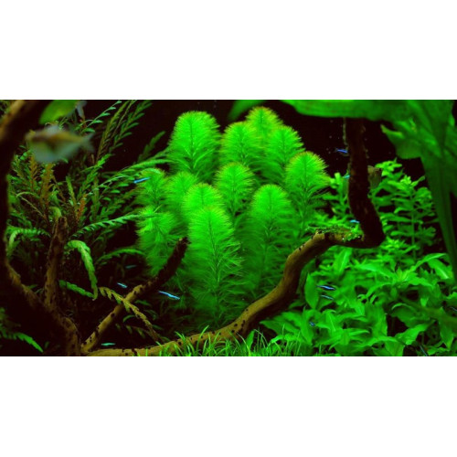Перистолистник бразильский, Myriophyllum brasiliense