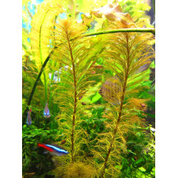 Перистолистник жовтий, Myriophyllum matogrossensis