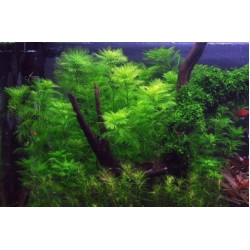 Перистолистник зелений матогросський, Myriophyllum mattogrossense