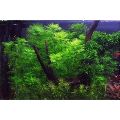Перистолистник зелений матогросський, Myriophyllum mattogrossense Перистолистник зелений матогросський, Myriophyllum mattogrossense